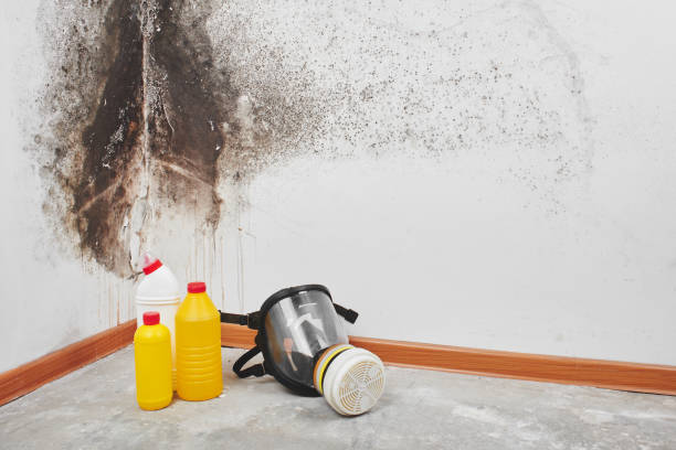 Best Mold Testing  in Perryville, MO