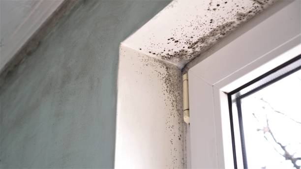 Best Residential Mold Removal  in Perryville, MO