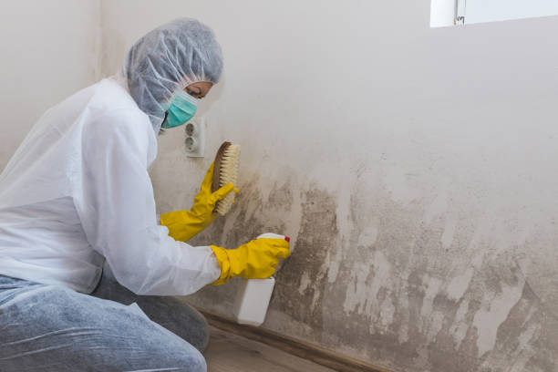 Office Mold Removal Services in Perryville, MO