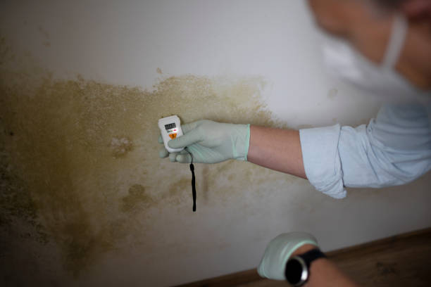 Certified Mold Removal in Perryville, MO