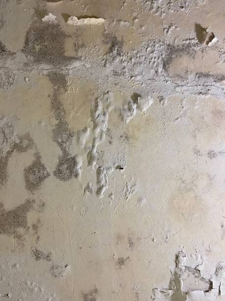 Best Emergency Mold Removal  in Perryville, MO