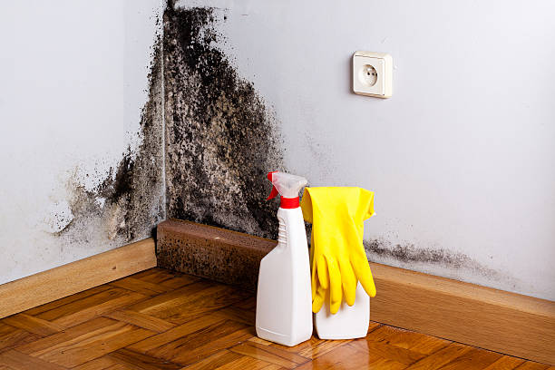 Best Fast Mold Removal  in Perryville, MO
