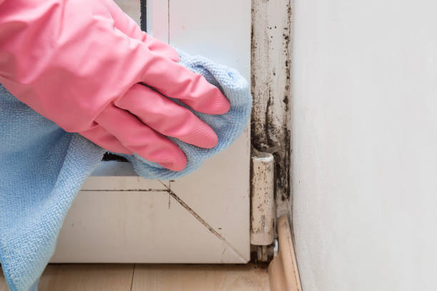 Best Mold Damage Repair  in Perryville, MO